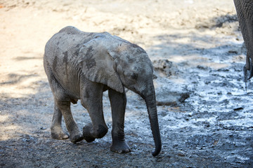 Fototapeta premium Baby elephant in Mana Pools National Park, Zimbabwe
