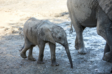 Fototapeta premium Baby elephant in Mana Pools National Park, Zimbabwe