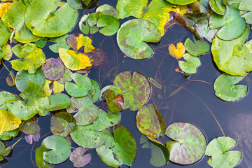 Water lilies in a pond in Fuxing Park, Shanghai, China