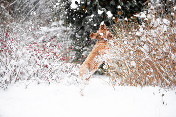 cocker spaniel in the winter forest