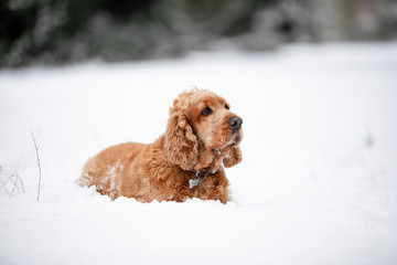 cocker spaniel in the winter forest