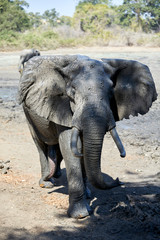 Elephant in Mana Pools National Park, Zimbabwe