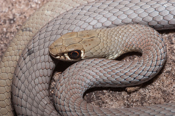 Yellow-faced Whip Snake