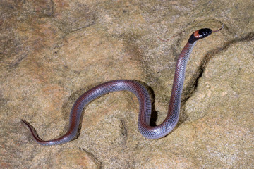 Red-naped Snake