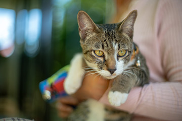 The striped cat is being carried by a woman, portrait of Thai cat