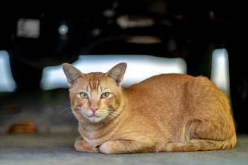 Close up ginger cat lay on the floor, portrait of Thai cat