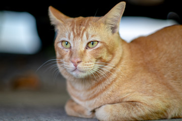 Close up ginger cat lay on the floor, portrait of Thai cat