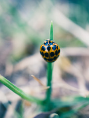 Ladybug on grass