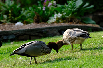 Animals and Birds in Queensland Australia