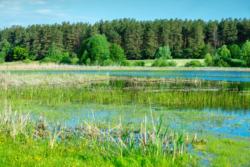 Pond in the forest overgrown with the cane. Summer nature landscape. Wilderness