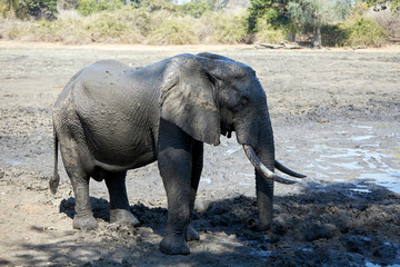 Fototapeta premium Elephant in Mana Pools National Park, Zimbabwe