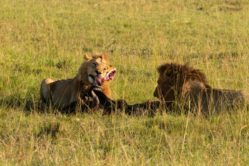 Two male lions feeding on a fresh kill of wildebeest in the plains of Masai Mara National Reserve during a wildlife safari
