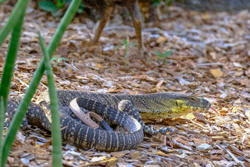 Animals and Birds in Queensland Australia