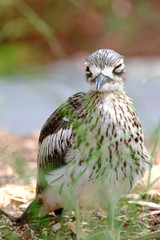 Animals and Birds in Queensland Australia