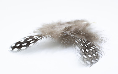 Beautiful feather rare bird  close-up. Art installation of two feathers close-up.