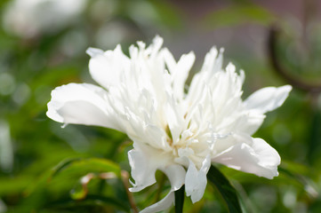 close up of white peony flower. Peony in bloom.