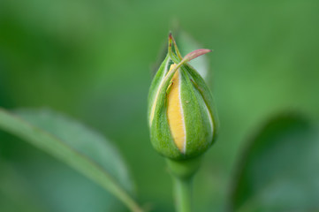 Yellow rose bud not in blooming. The background is natural.