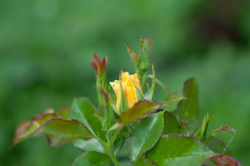 Yellow rose bud not in blooming. The background is natural.