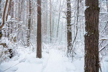 Beautiful winter in pine forest. Winter lanscape with heavy snowfall.