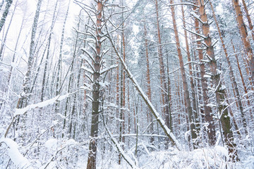 Beautiful winter in pine forest. Winter lanscape with heavy snowfall.