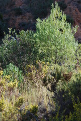 Pine Trees in Valencia Spain
