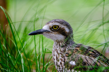 Animals and Birds in Queensland Australia