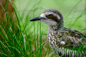 Animals and Birds in Queensland Australia