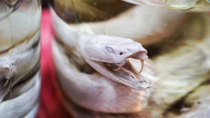 Traditional asian tincture on a poisonous snake. Avamori Venomous Snake Alcoholic Drink Canned snake in rice vodka. national drink in japan okinawa