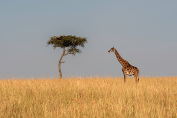 A herd of giraffes walking in the plains of Africa inside Masai Mara National Reserve during a wildlife safari