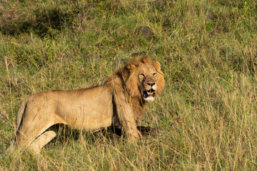 A male lion standing among high grasses inside Masai Mara National Reserve during a wildlife safari