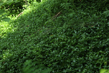 beautiful texture of green surface photo for text