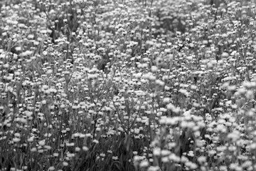 texture of beautiful wildflowers in black and white