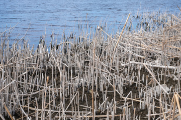 Fototapeta premium reeds at the waterside in spring