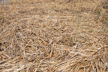 reeds at the waterside in spring