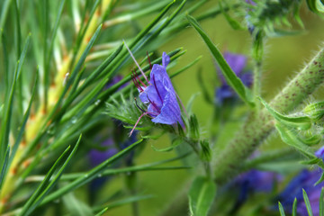 hyssop officinalis wildflowers picture for text