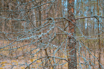 old tree with moss in the spring