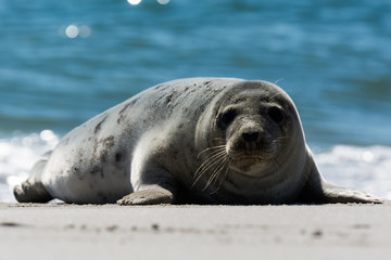 Seehund auf der Düne von Helgoland