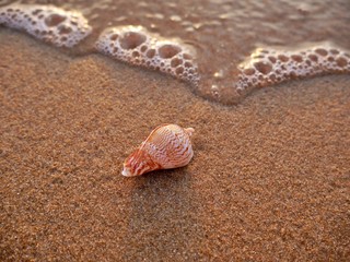 lonely mussel at the beach during sunset