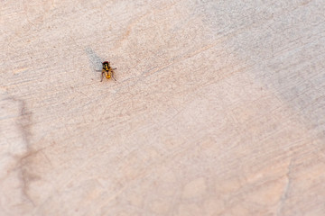 Sun rays falling on housefly