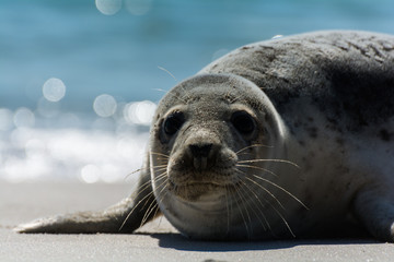 Seehund auf der Düne von Helgoland © Andreas