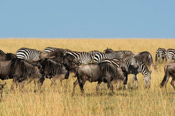 Fototapeta na wymiar A herd of zebras and wildebeests grazing in the grasslands inside Masai Mara National Reserve during a wildlife safari
