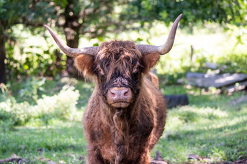 Close up of Scottish Highland Cow
