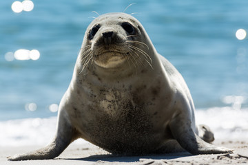 Seehund auf der D&uuml;ne von Helgoland