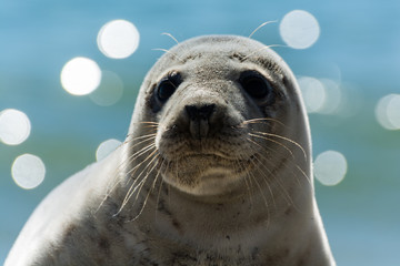 Seehund auf der Düne von Helgoland © Andreas