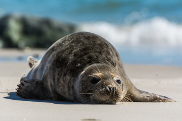Seehund auf der Düne von Helgoland © Andreas