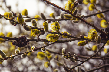 A tree starting to bloom during early spring in Sweden