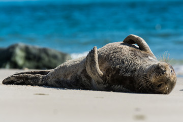 Seehund auf der Düne von Helgoland © Andreas