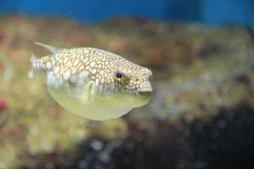 コモンフグ © misumaru51shingo