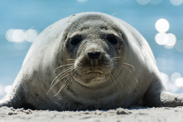 Seehund auf der Düne von Helgoland © Andreas