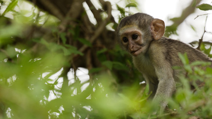 Baby chacma baboon playing in the tree